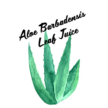 Aloe Barbadensis Leaf Juice Aloe Glows