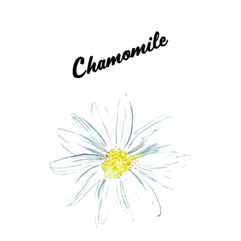 Chamomile Aloe Glows