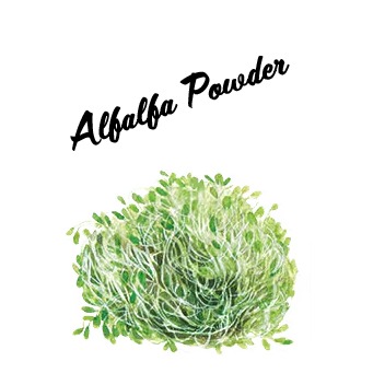 Alfalfa Powder 