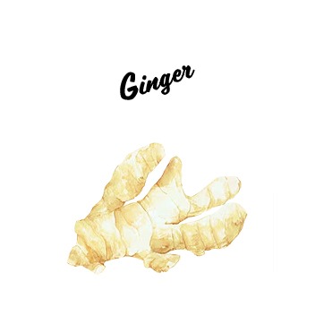 Ginger